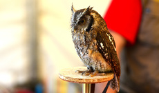 Choliba-Kreischeule (02).jpg